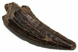 Partial Fossil Tyrannosaur Tooth - Montana #341094-1